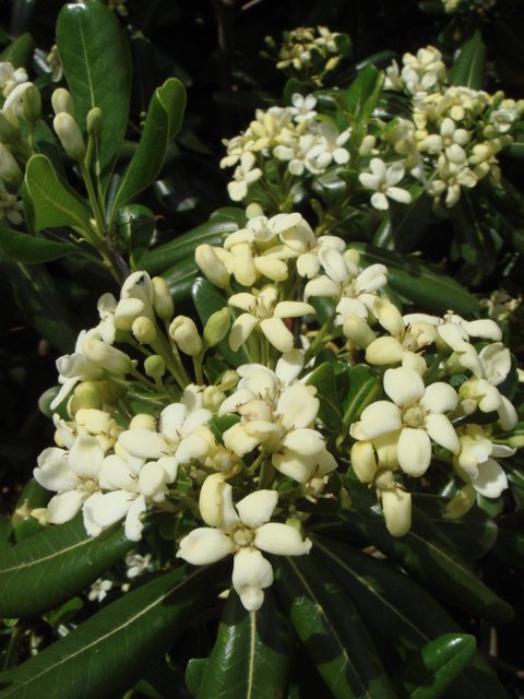 Pittosporum tobira fleur P19